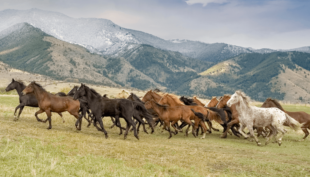 What to do in South Dakota?