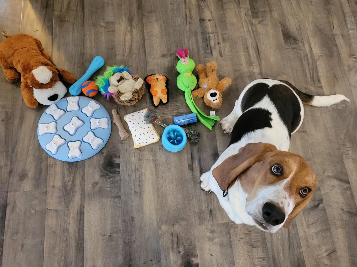 Complete guide to RV camping with dogs