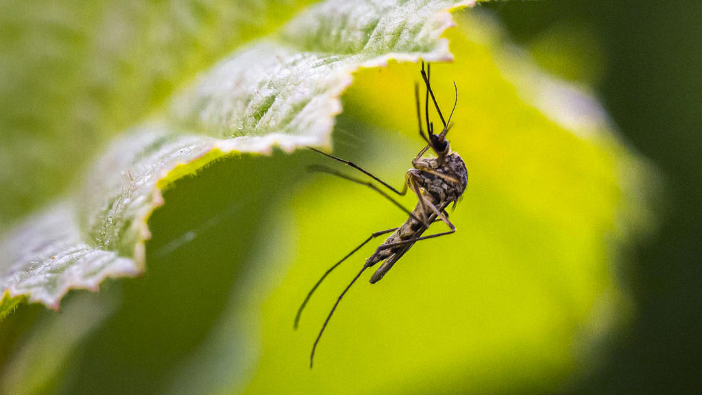 The best mosquito spray for the yard