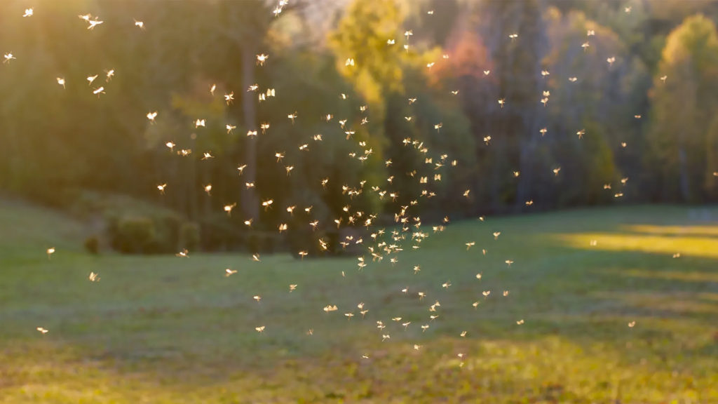 The best mosquito repellent for the yard