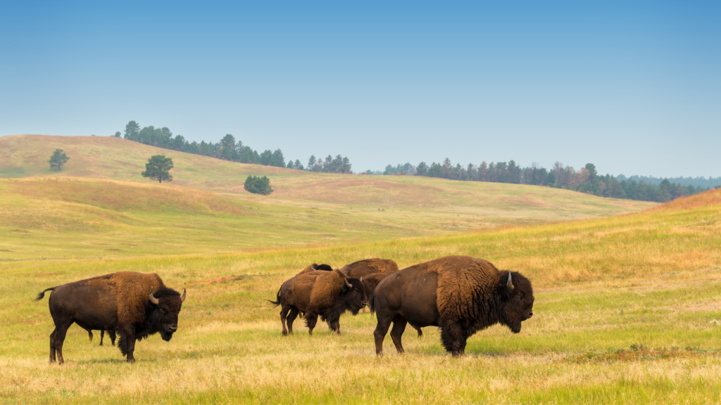 Interesting & Fun Facts About South Dakota