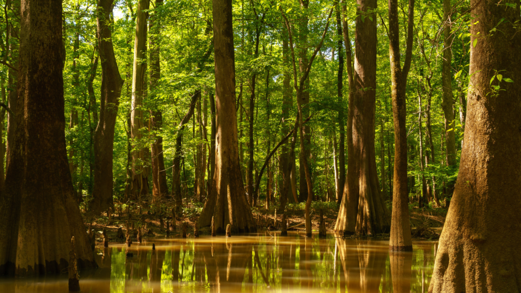 What is the least visited national park?