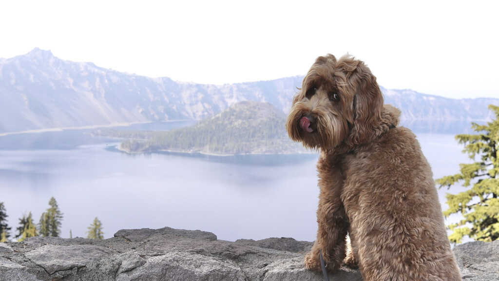 are dogs allowed at national parks