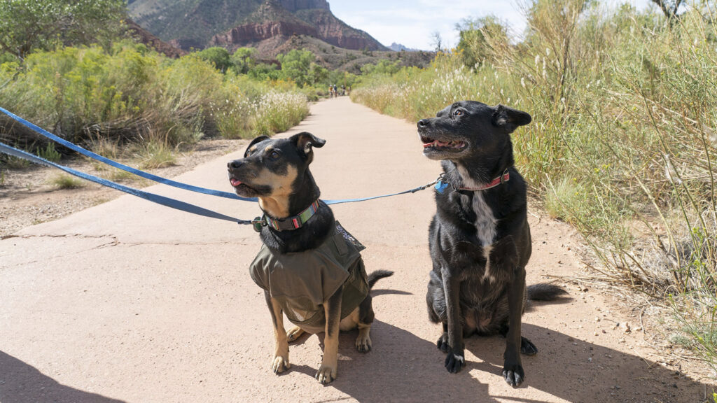 national parks that allow dogs