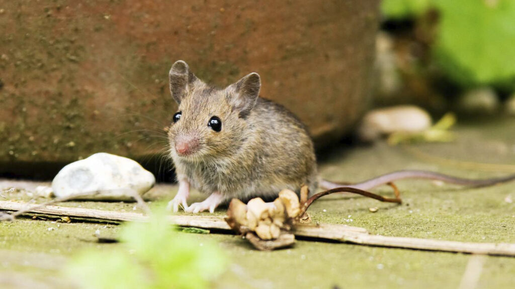 keep mice out of rv