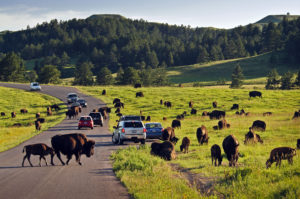 A vehicle is on a road and surrounded by a herd of buffalo at Custer State Park, South Dakota.