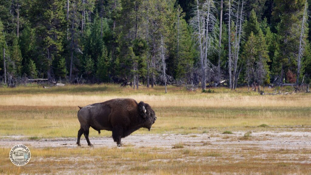 Custer State Park South Dakota