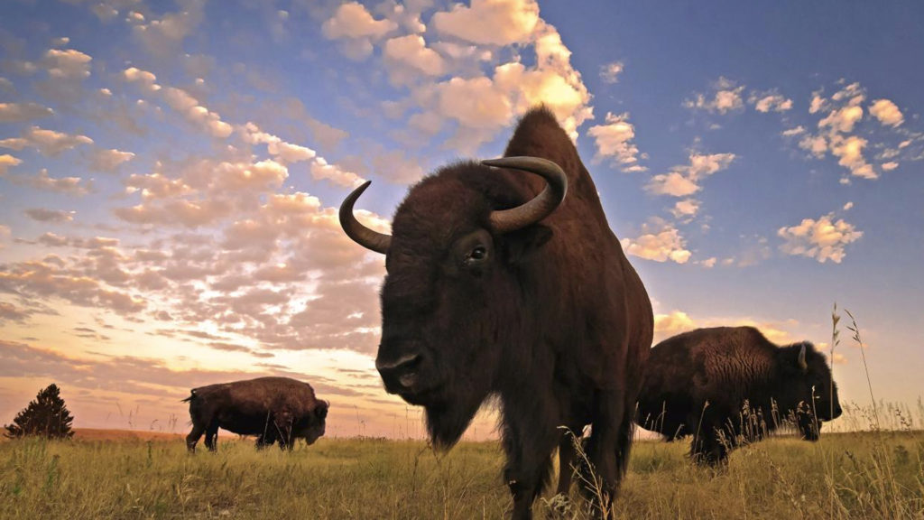 Things to do in Custer State Park, SD.