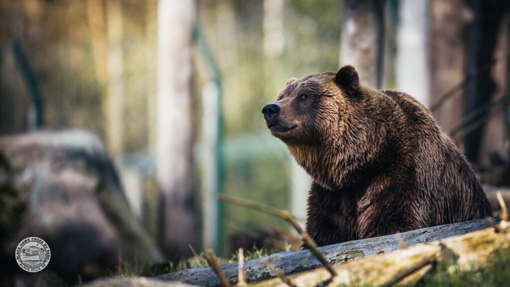 things to do in black hills