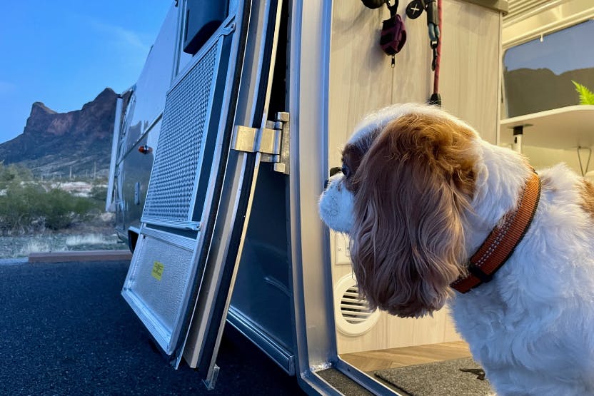 What is the best RV for dogs?