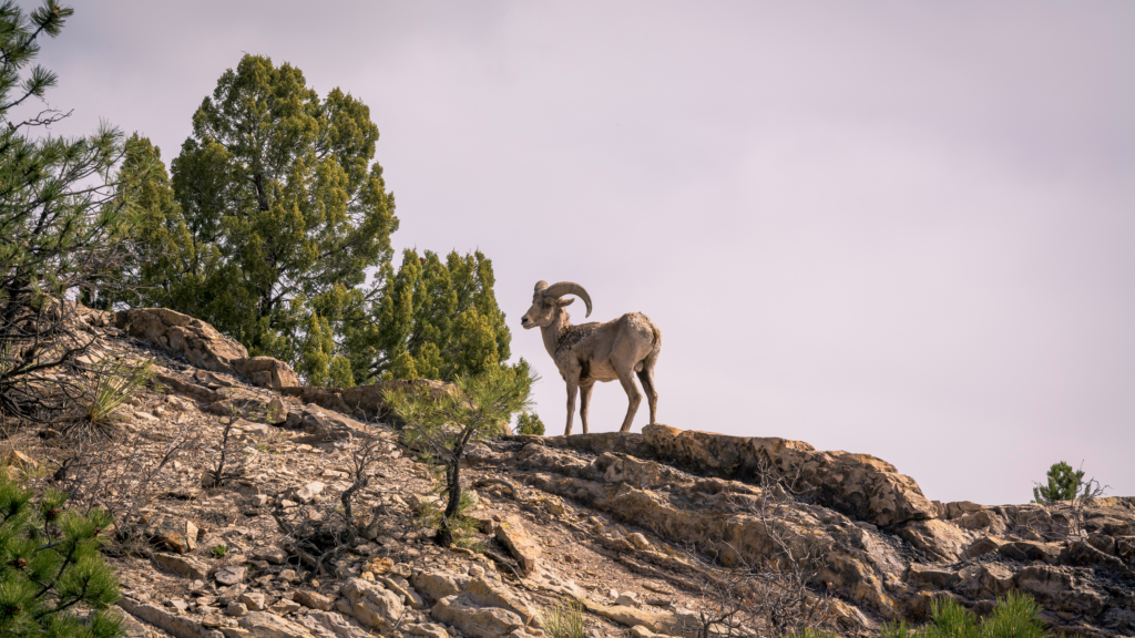 wildlife loop road map