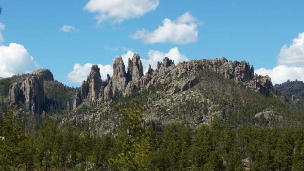 custer state park wildlife loop road