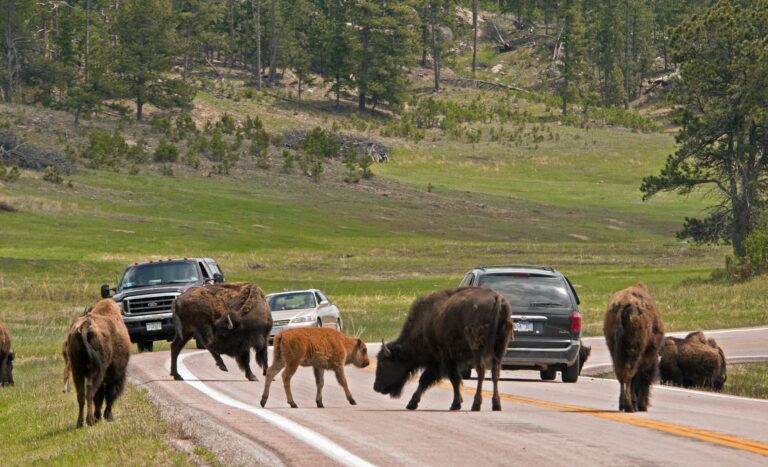 Wildlife Loop Scenic Drive - Custer State Park, South Dakota