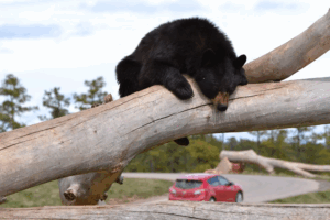 Bear on a log at Bear Country USA