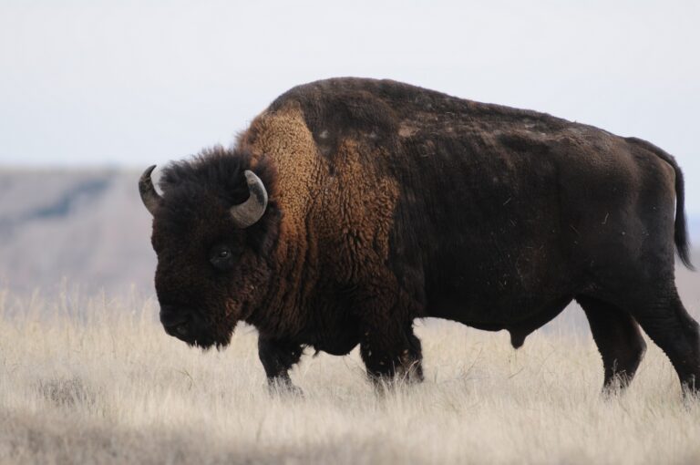 South Dakota Bison
