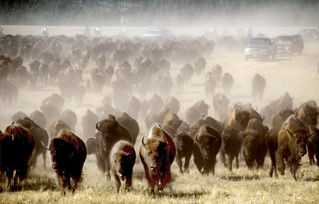 Buffalo Roundup and Arts Festival