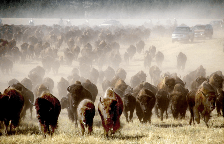 Buffalo Roundup and Arts Festival