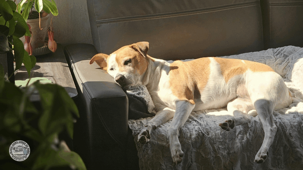 rv temperature monitor for pets