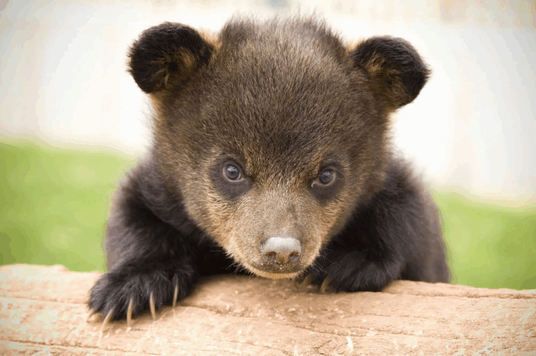Bear Cub at Bear Country USA, Rapid City, South Dakota. Photo courtesy of Bear Country USA.