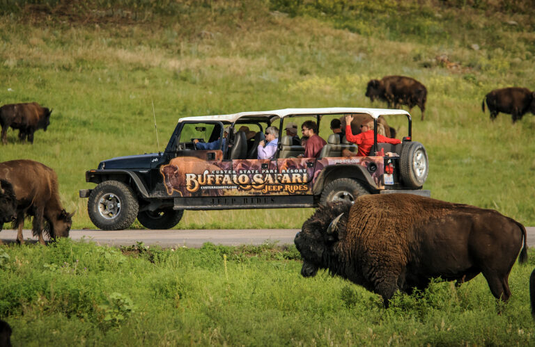 Custer State Park Buffalo Safari Jeep Tour. Photo courtesy of Custer State Park Resort.