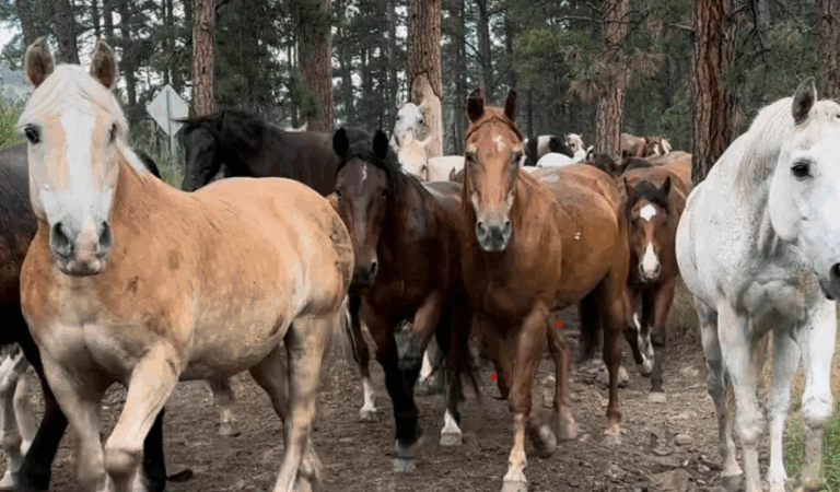 Custer State Park Trail Rides, Blue Bell Lodge Trail Rides. Photo courtesy of Custer State Park Resort.