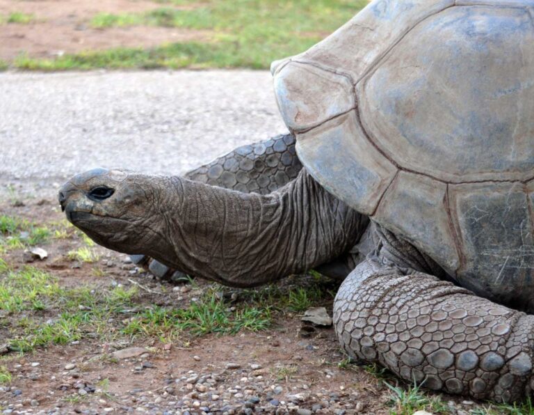 Reptile Gardens, Rapid City, South Dakota. Tank the Tortoise. Photo courtesy of Reptile Gardens.