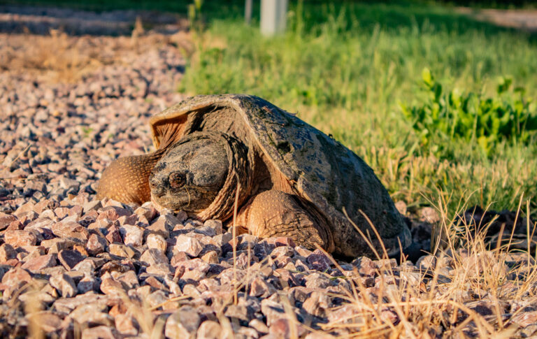 Oh, snap! It's Turtle time!