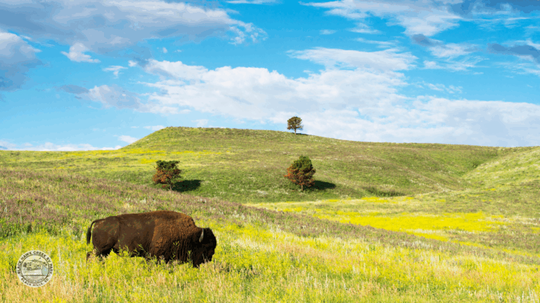 Bison on the plains of South Dakota
