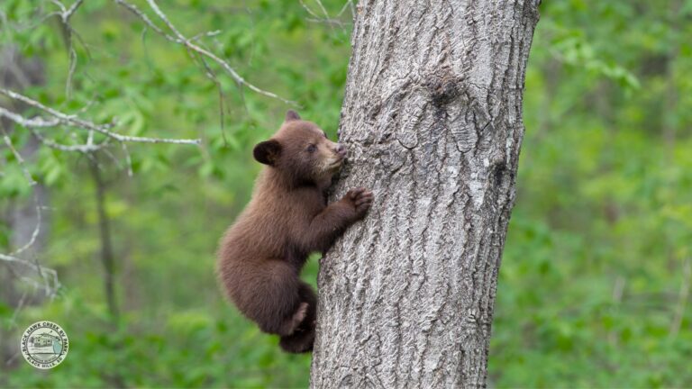 Bear Country USA, Rapid City, South Dakota