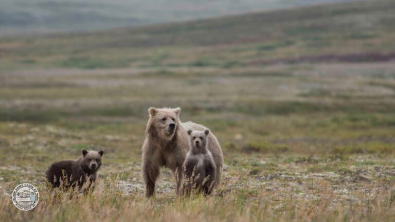 Bear Country USA, Rapid City, South Dakota