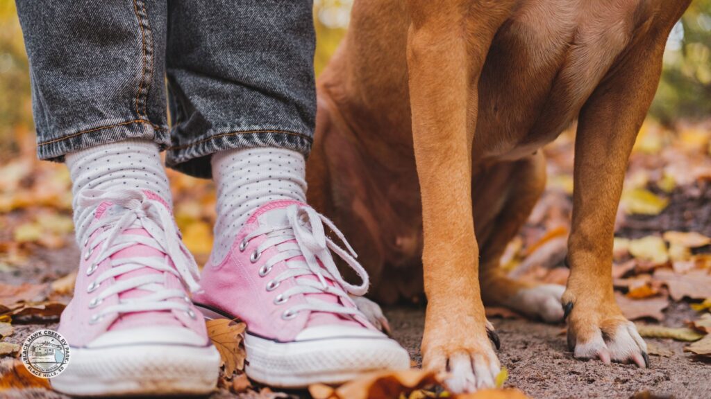 dog park rapid city sd