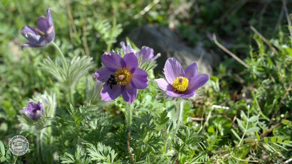 american pasque flower