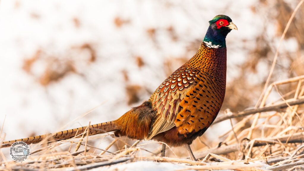 what is South Dakota's state bird? chinese ringneck pheasant