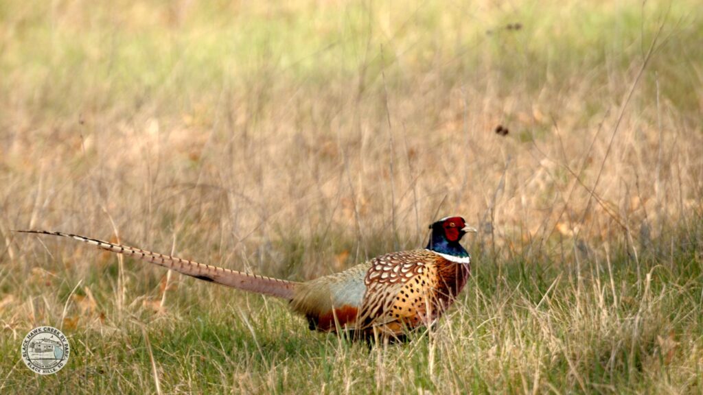 chinese ringneck pheasant