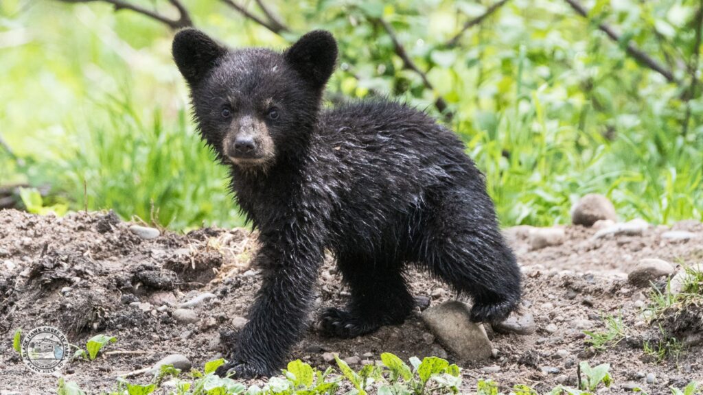 Are there bears in Black Hills, South Dakota?